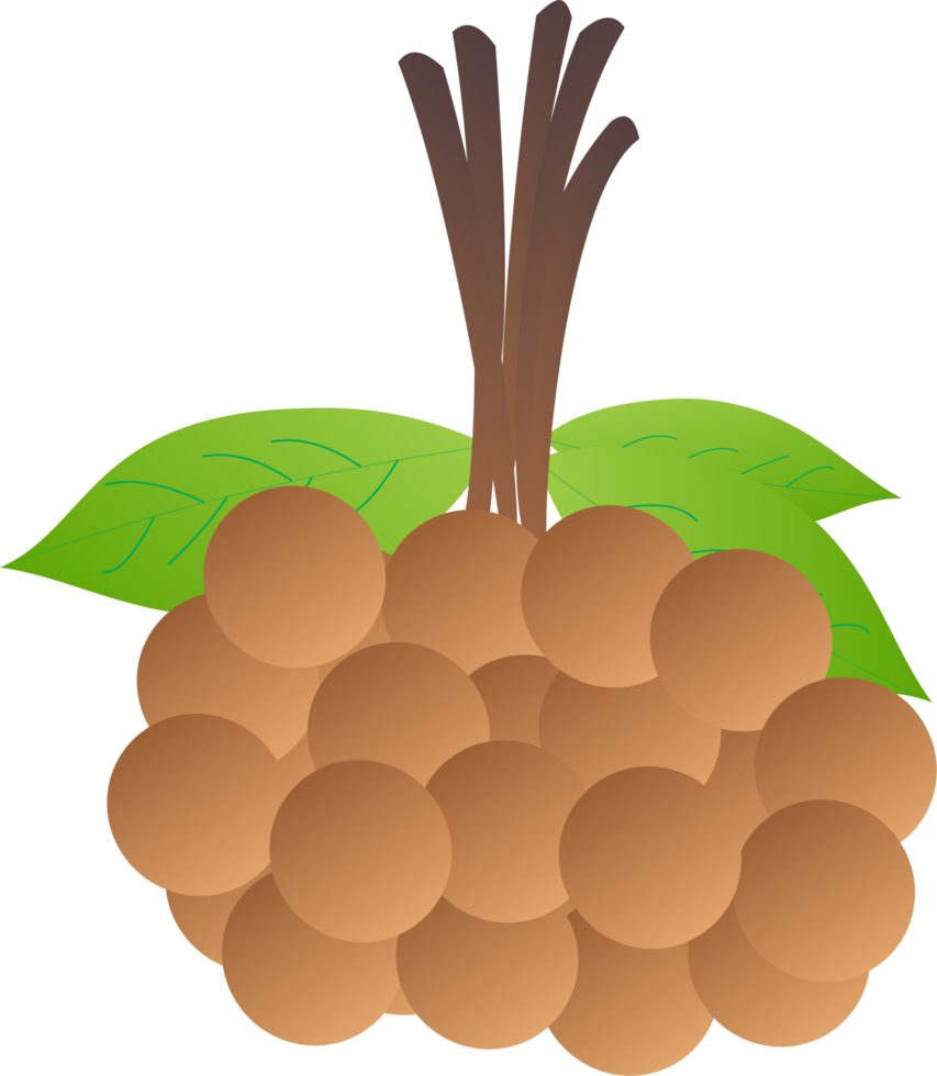 Longan fruit PNG