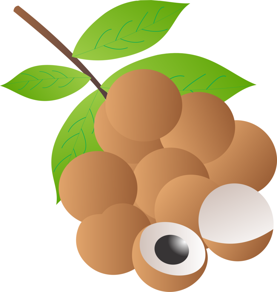 longan fruit PNG