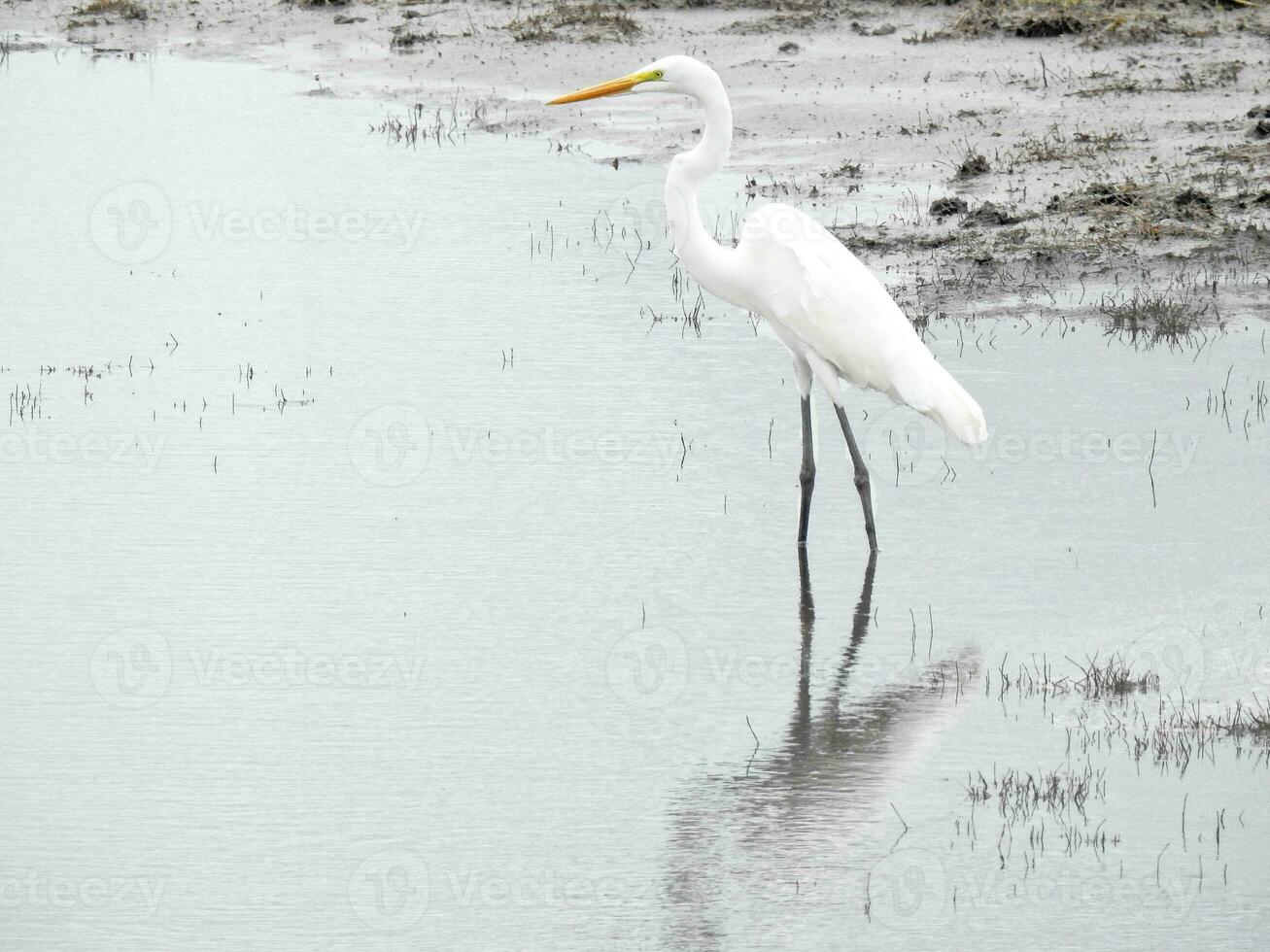 Great Egret 67 photo