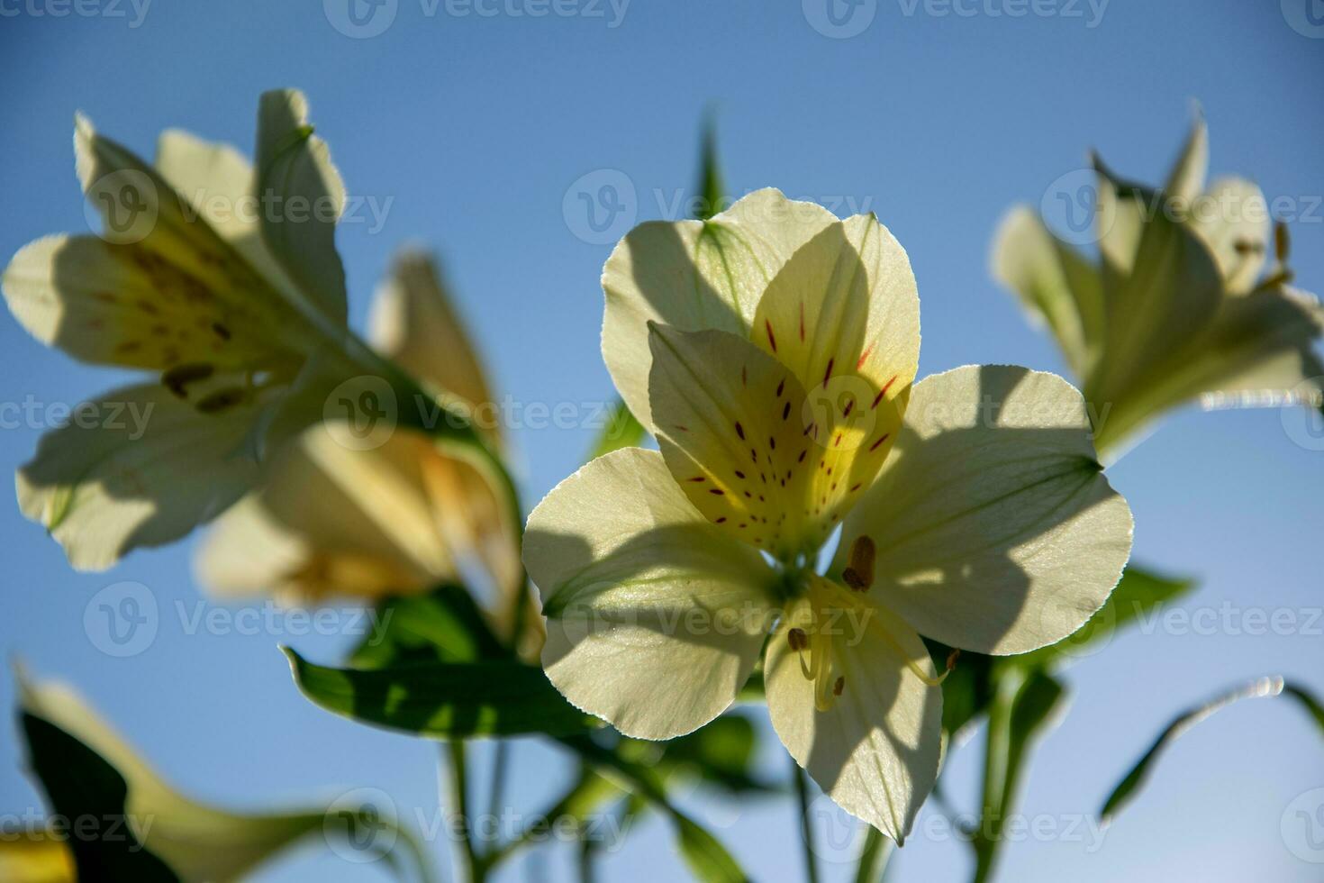 Alstroemeria flores, en contra un azul cielo. foto