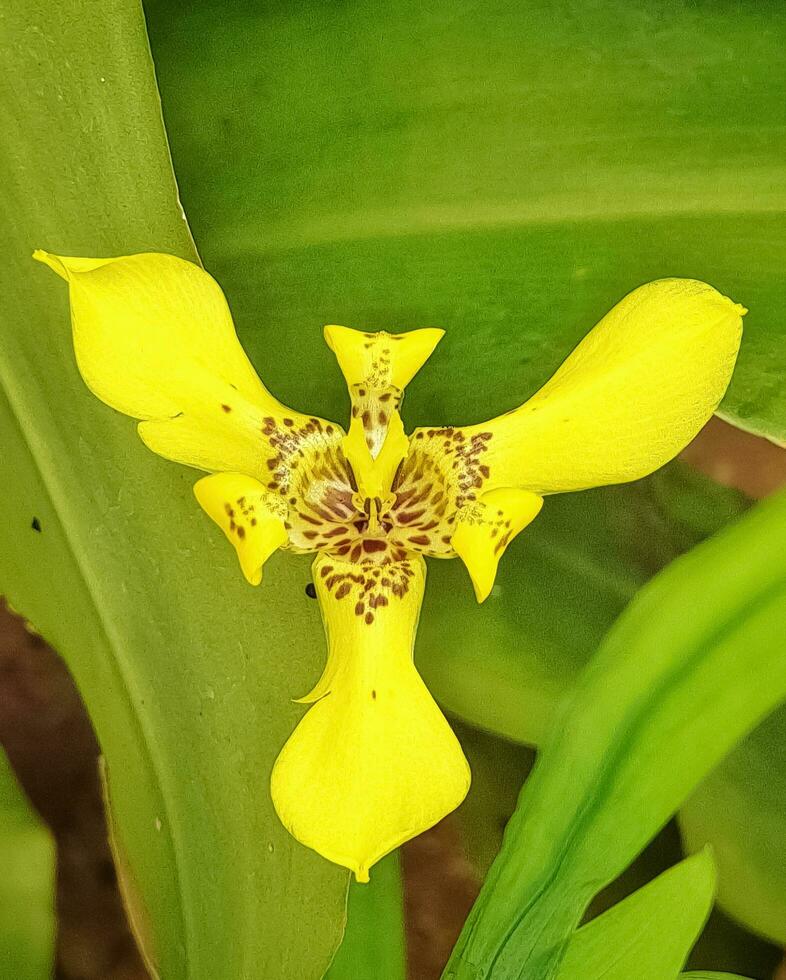 Trimezia is a genus of flowering plants in the family Iridaceae, native to the warmer southern parts of Mexico, Central America, South America, Florida and the West Indies. photo