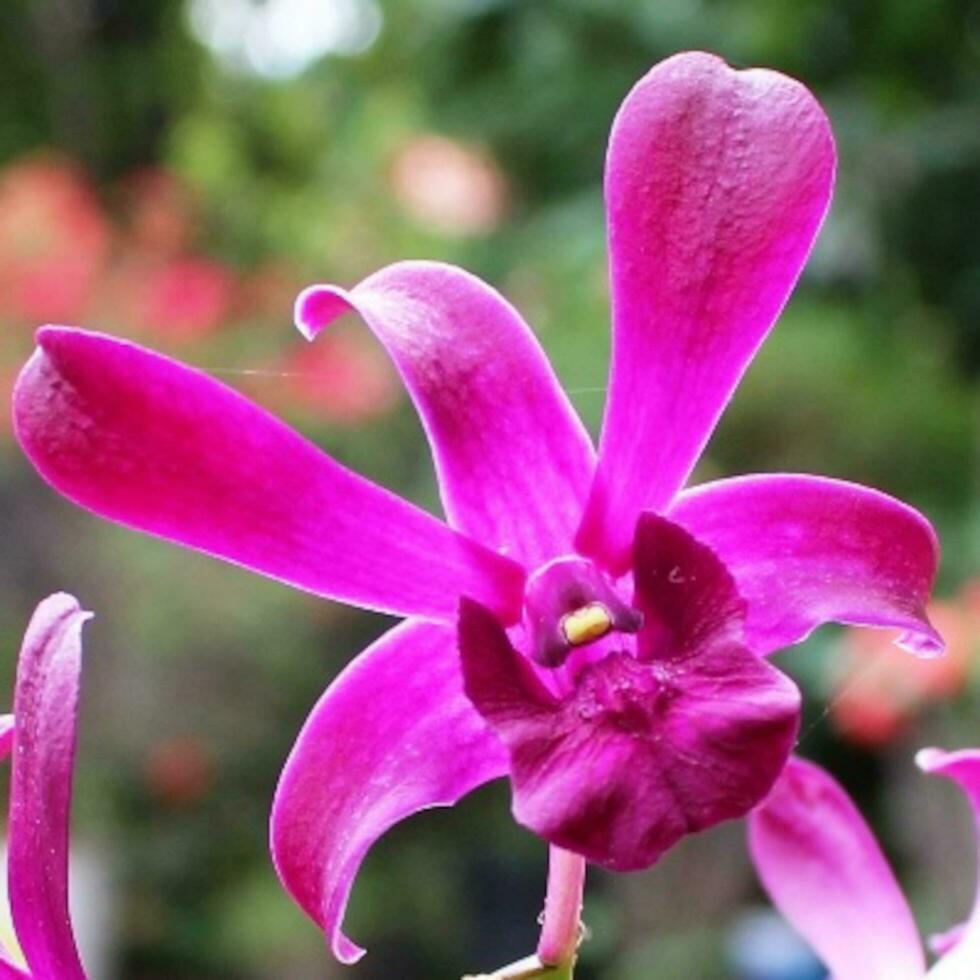 púrpura orquídea flores floración en el jardín foto