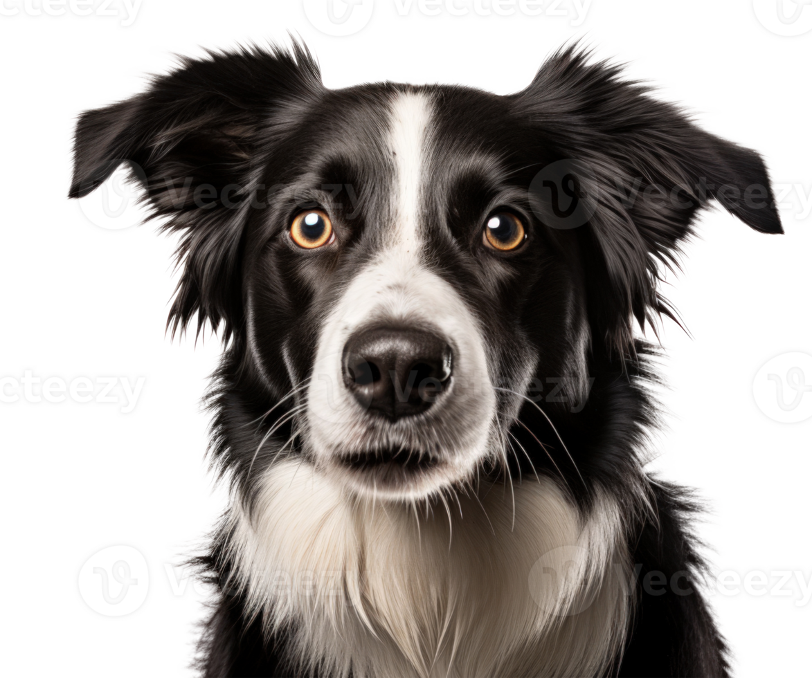 Cute dog portrait isolated. Illustration AI Generative png