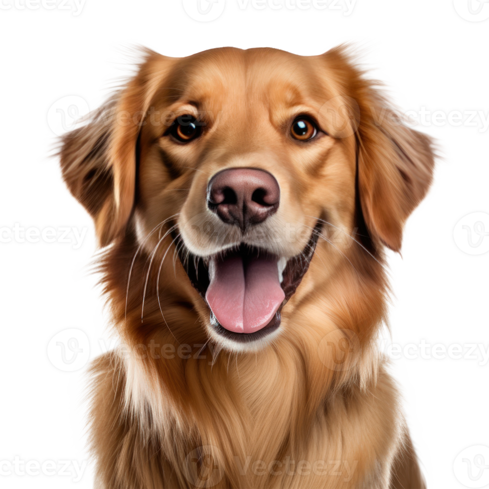 süß Hund Porträt isoliert. Illustration ai generativ png