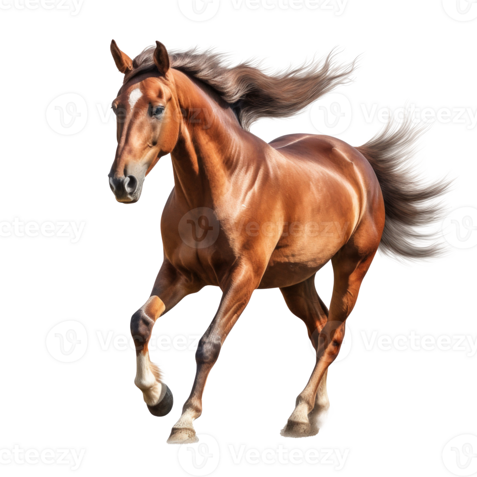 Brown horse isolated. Illustration png