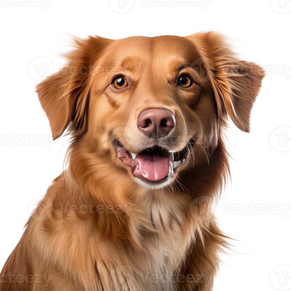 Cute dog portrait isolated. Illustration png