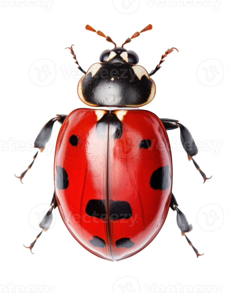 Ladybug isolated. Illustration AI Generative png