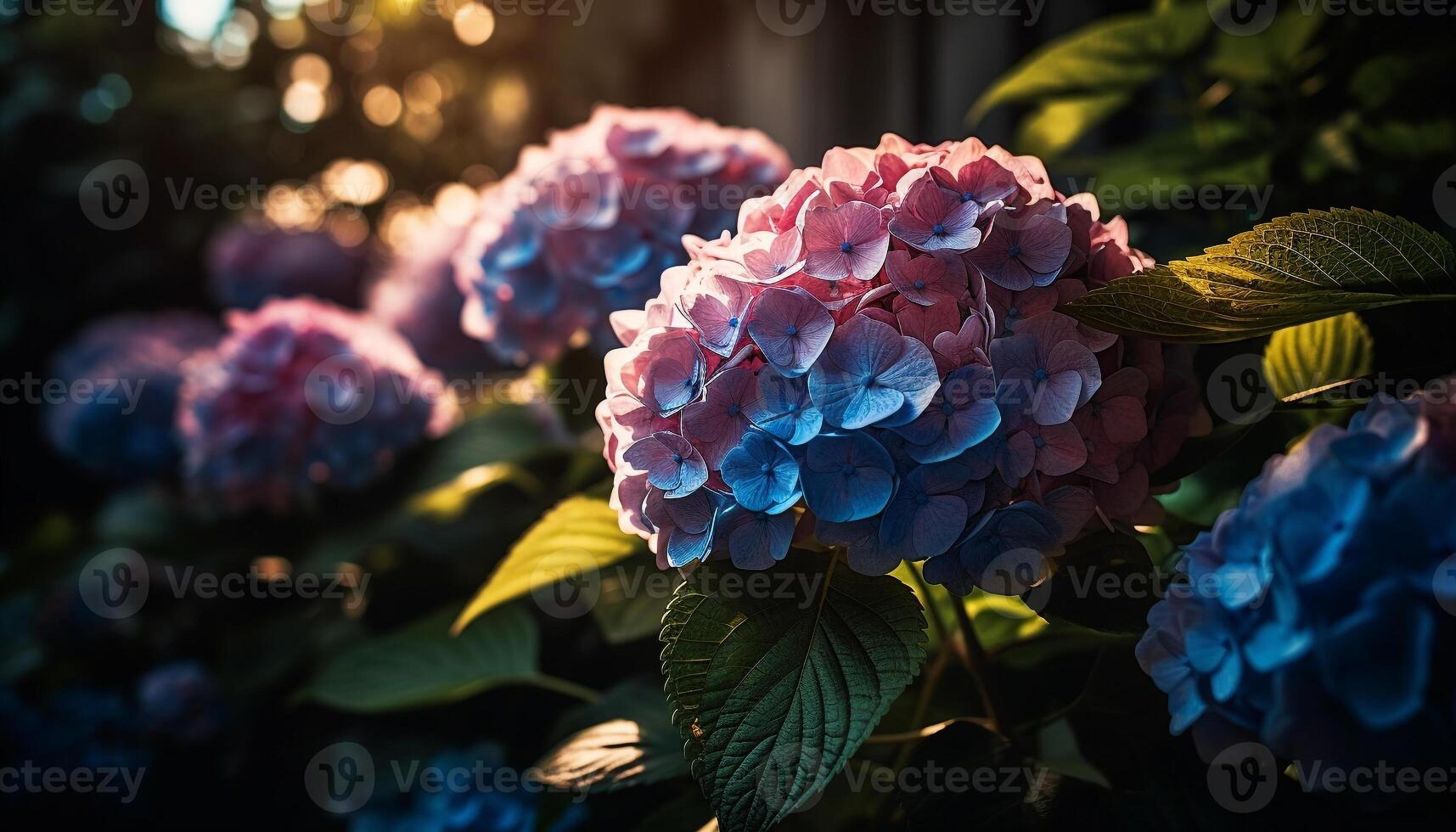 Vibrant hydrangea bouquet showcases nature beauty in summer generated by AI photo