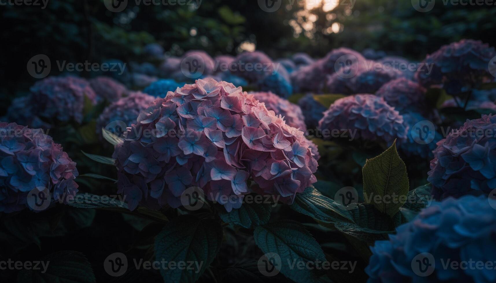 Purple hydrangea blossom, fresh beauty in nature generated by AI photo