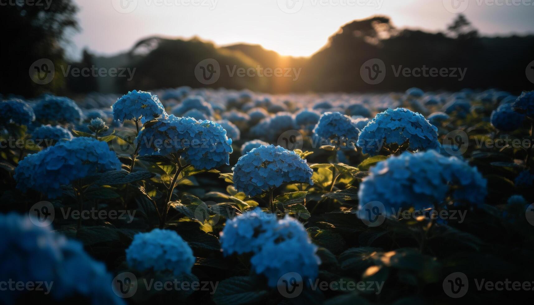 Vibrant hydrangea blossom in rural meadow landscape generated by AI photo