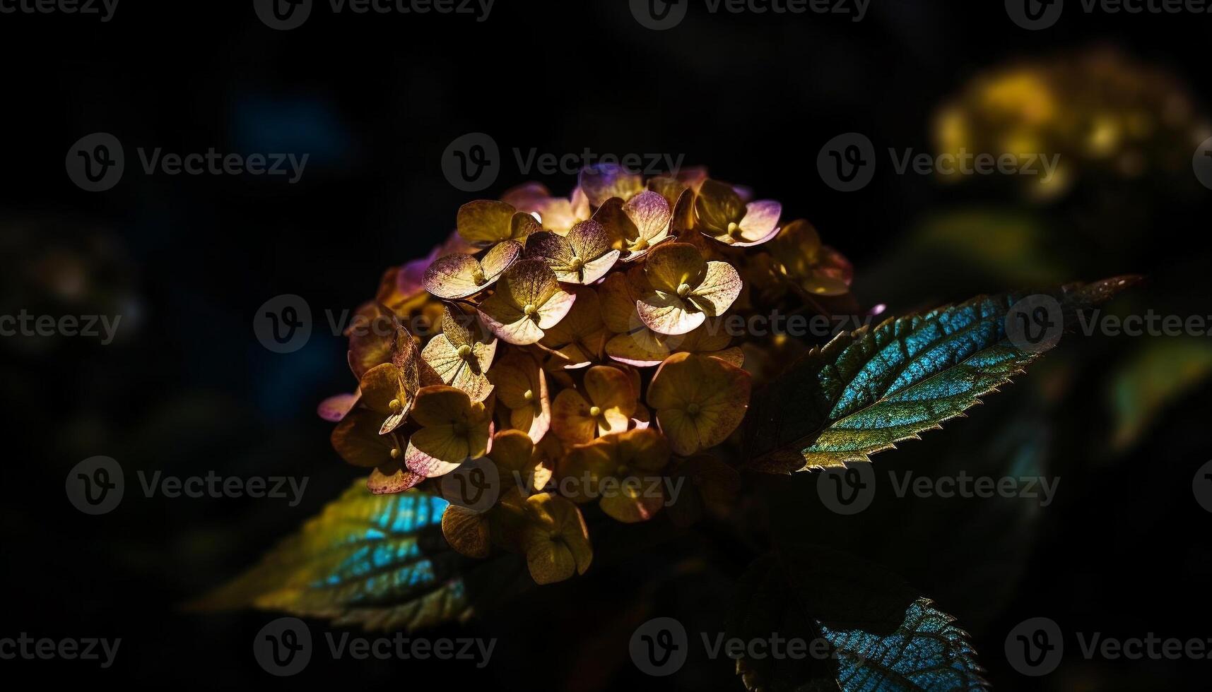 Vibrant hydrangea blossom in lush green garden generated by AI photo