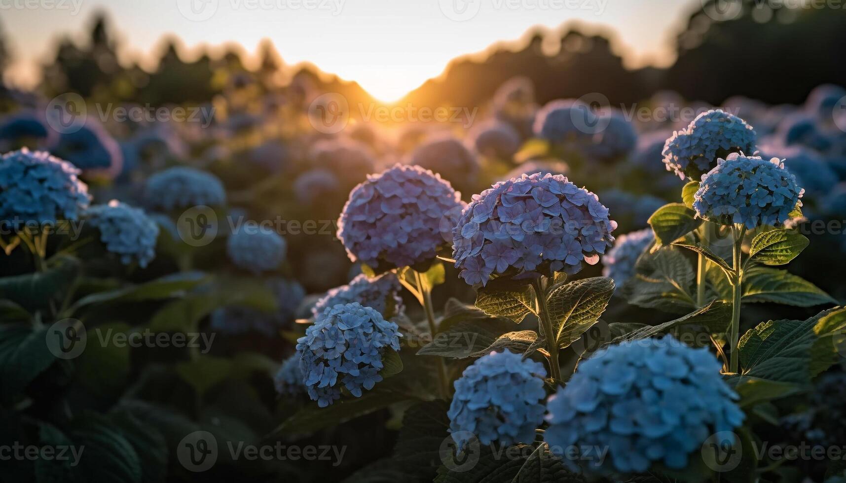 Hydrangea blossom, fresh and vibrant in nature garden generated by AI photo