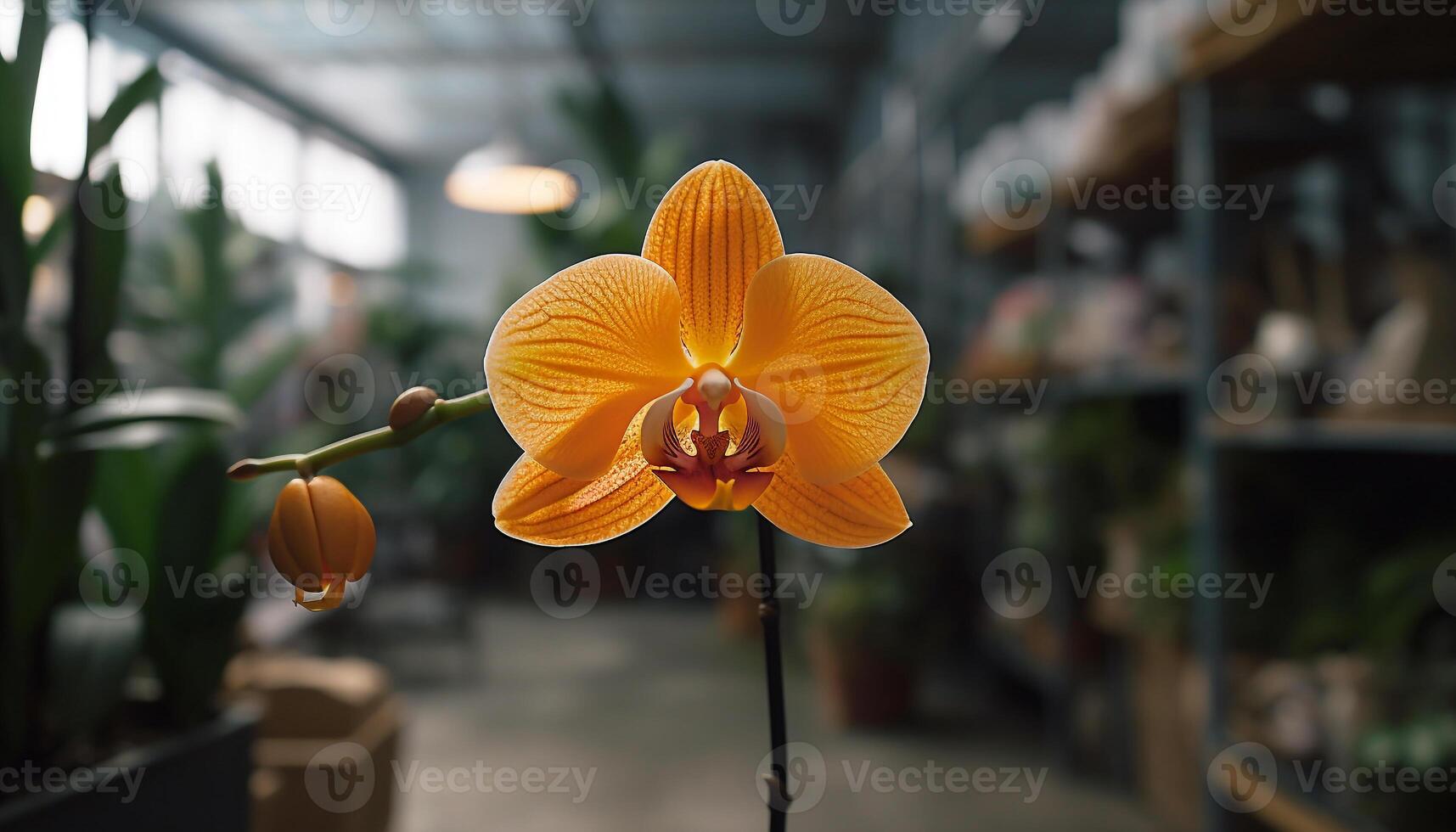 Single moth orchid in pink vase indoors generated by AI photo