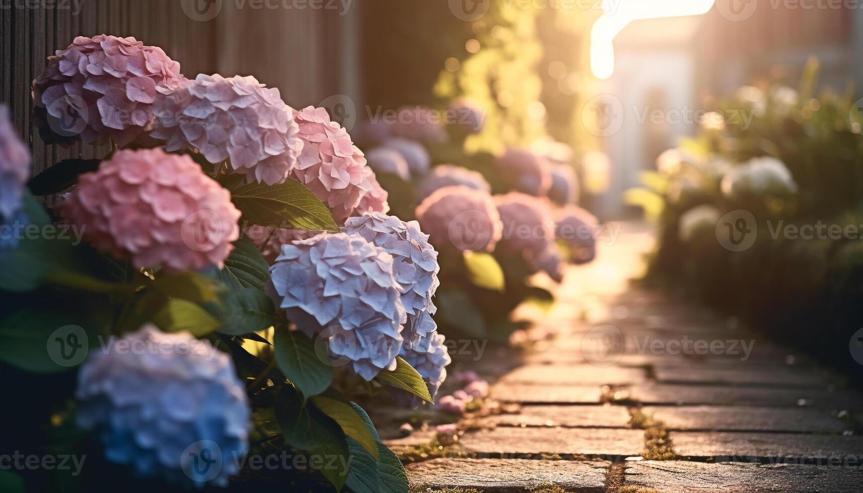 Fresh hydrangea blossom in formal garden beauty generated by AI photo