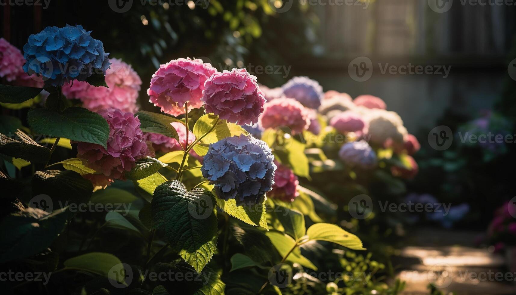 Vibrant hydrangea blossom in formal garden landscape generated by AI photo