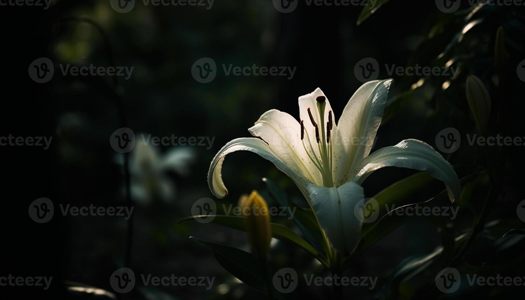 Fresh pink daisy blossoms in natural elegance generated by AI photo