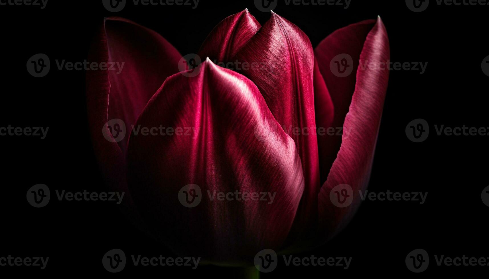 Vibrant tulip blossom, on black background, showcasing nature beauty generated by AI photo