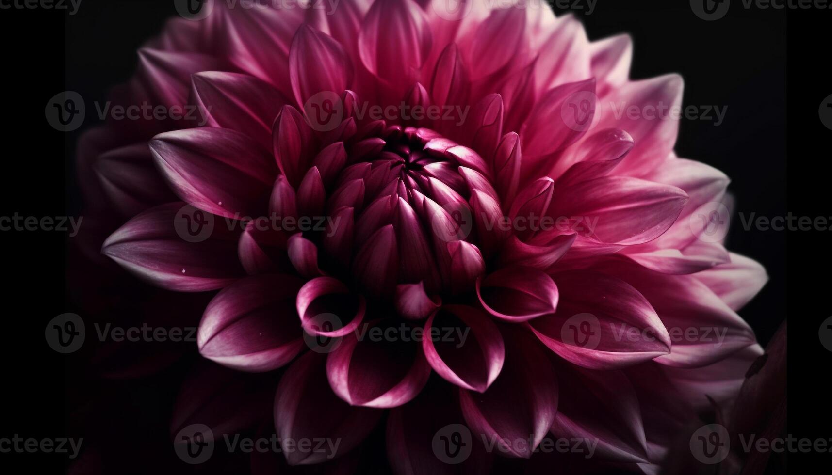 Vibrant dahlias and gerbera daisies bloom in nature colorful pattern generated by AI photo