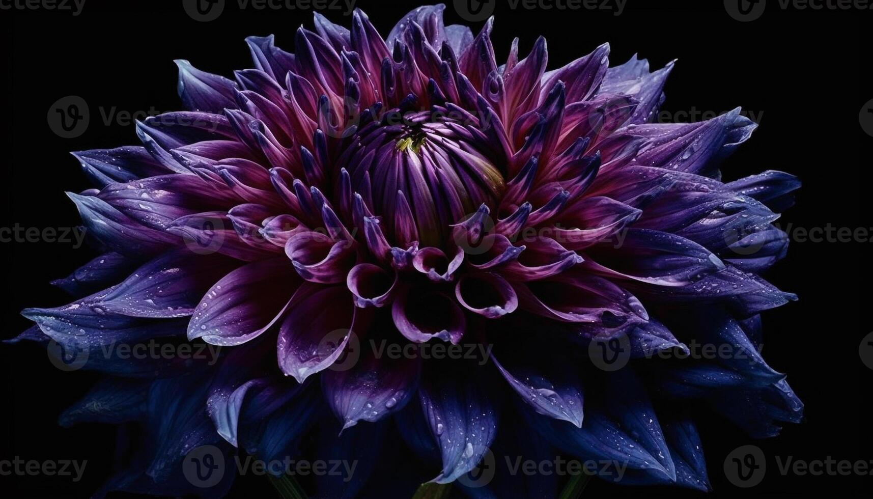 Vibrant petals of a purple dahlia, wet with dew drops generated by AI photo