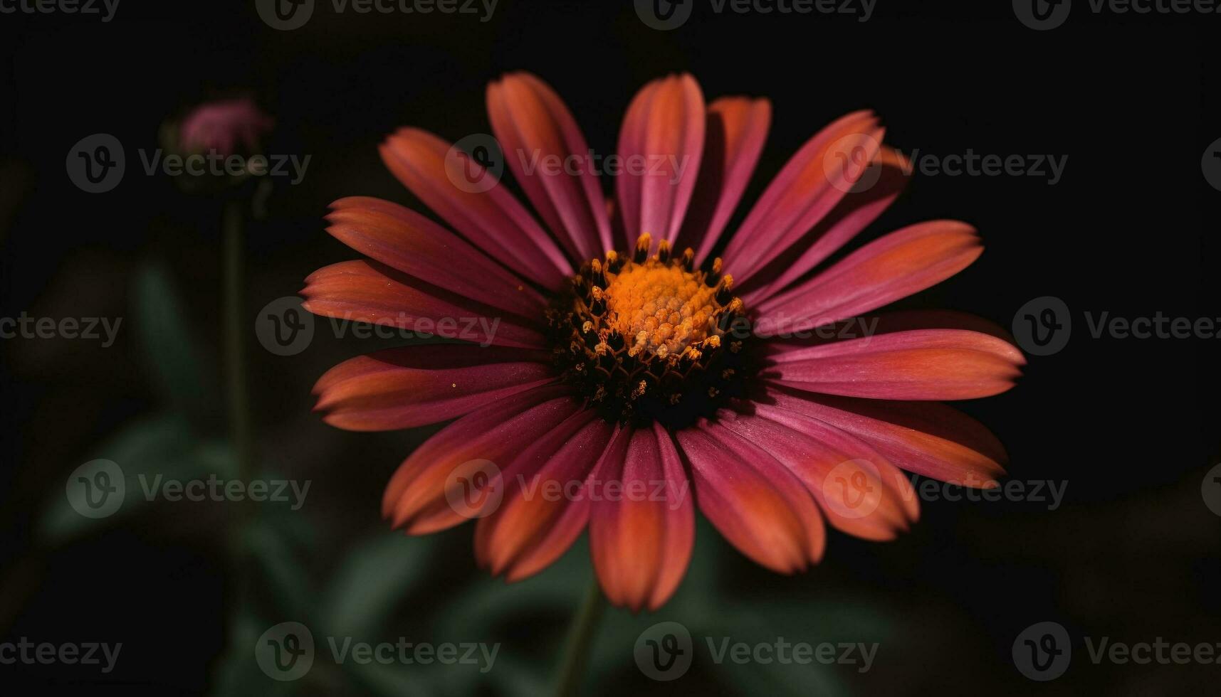 Vibrant gerbera daisy blossom in wildflower meadow, focus foreground generated by AI photo