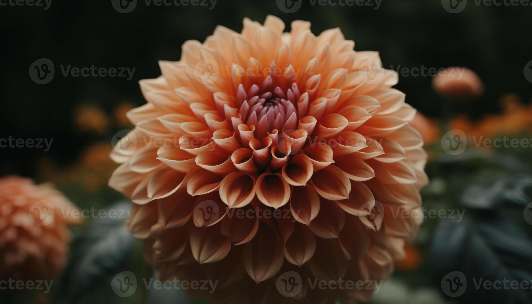 Vibrant dahlia blossom, multi colored petals, focus on foreground beauty generated by AI photo