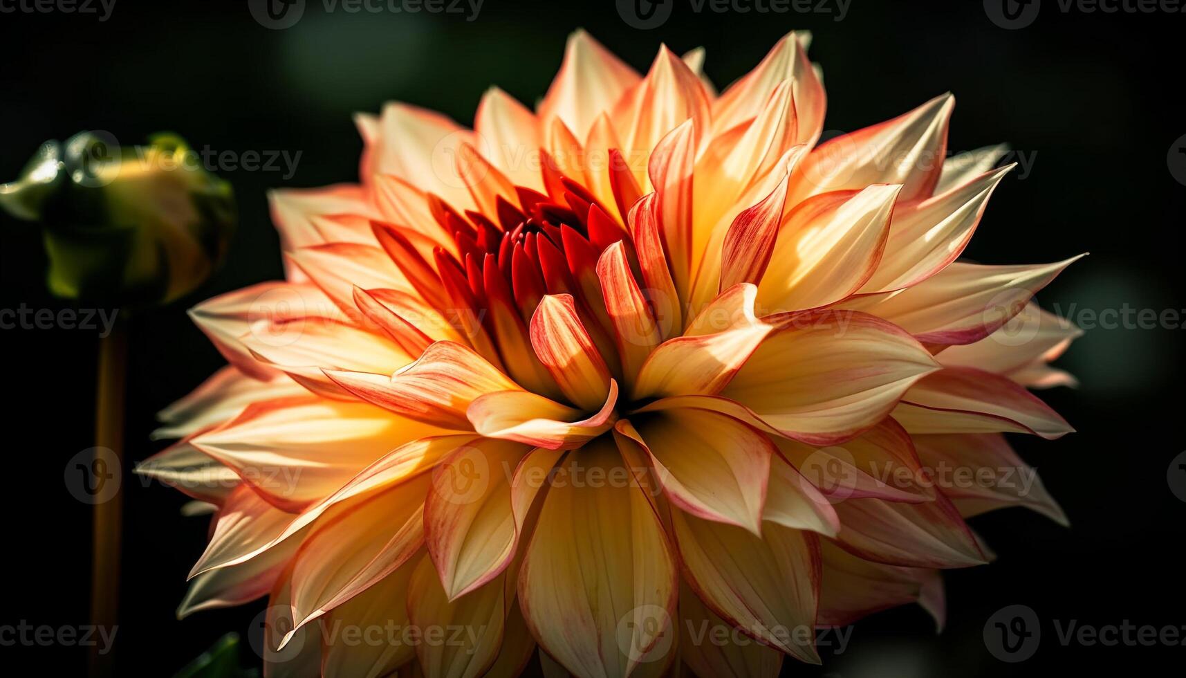 Vibrant dahlia blossom, a gift of love in nature elegance generated by AI photo