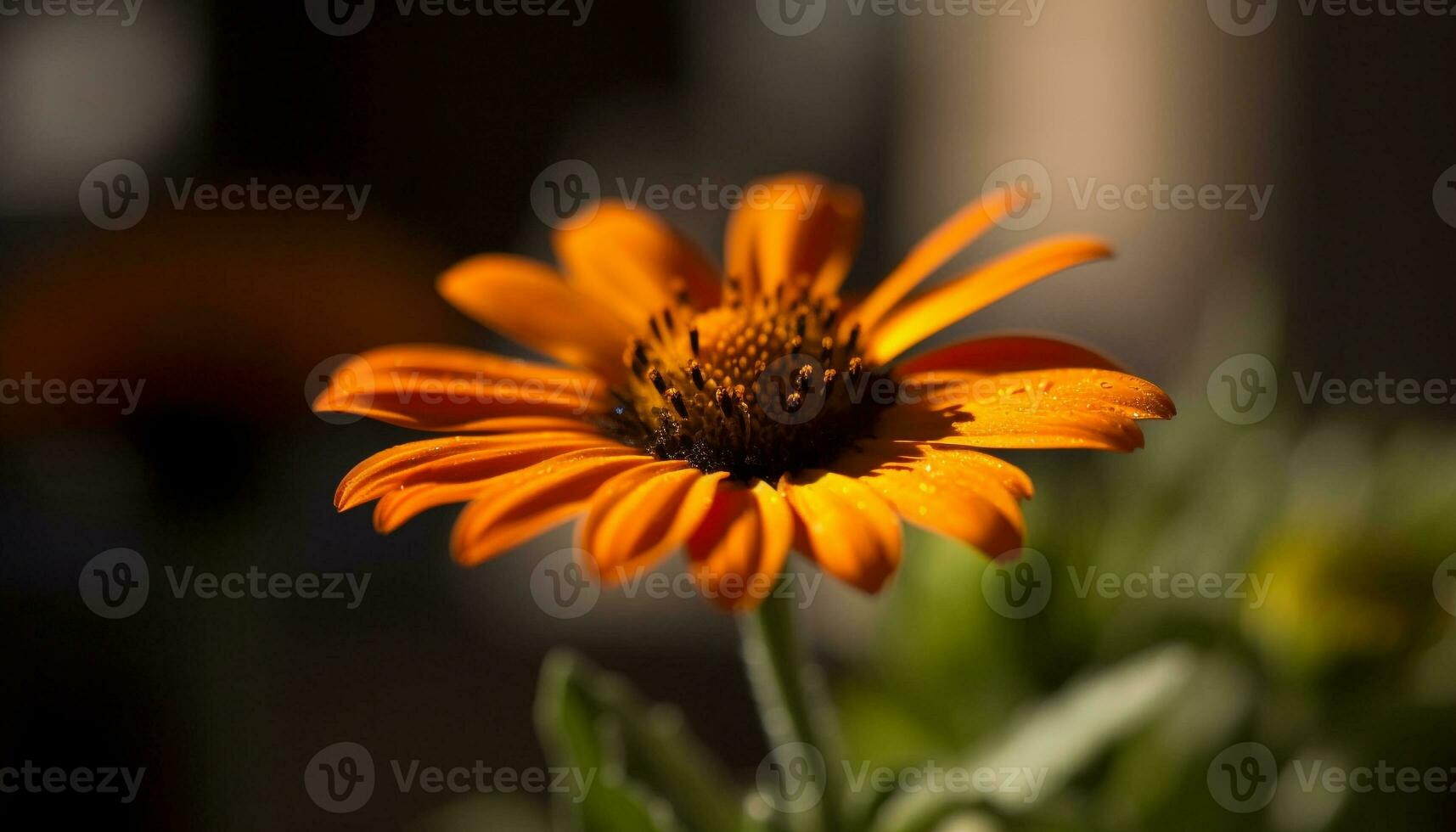 Vibrant yellow daisy blossom in green meadow, nature beauty generated by AI photo