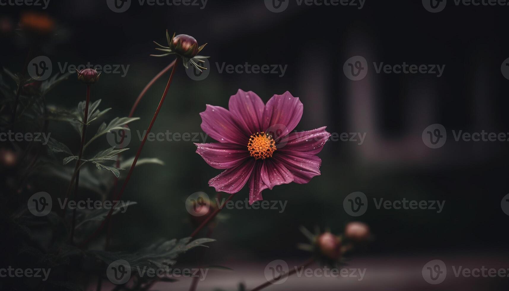 Vibrant cosmos bouquet, beauty in nature meadow, close up focus generated by AI photo