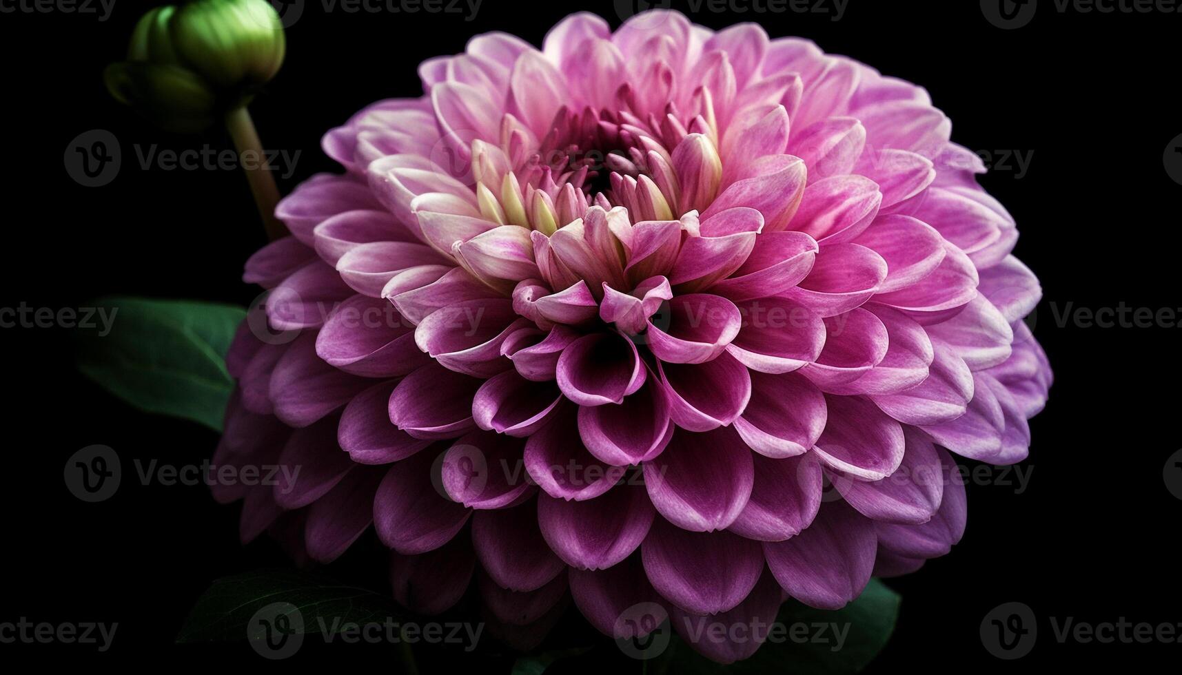 Vibrant dahlia blossom, pink and purple petals, black background, macro generated by AI photo