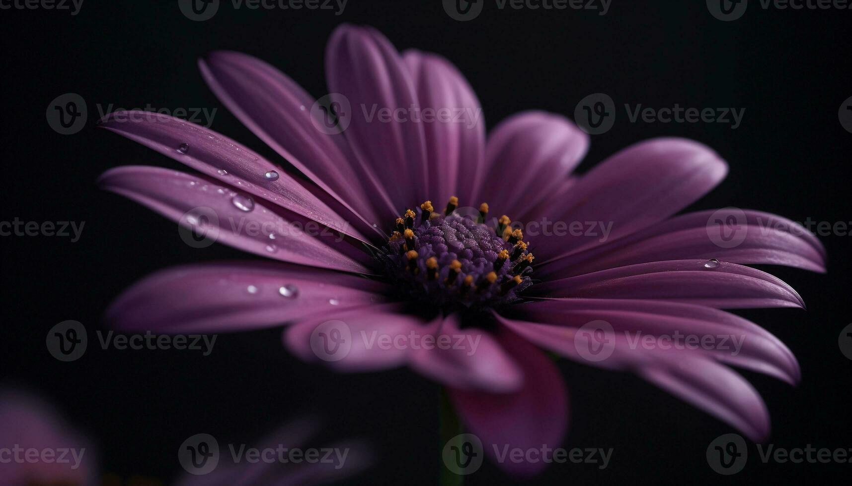 Vibrant chamomile blossom in dewy meadow, on black background generated by AI photo