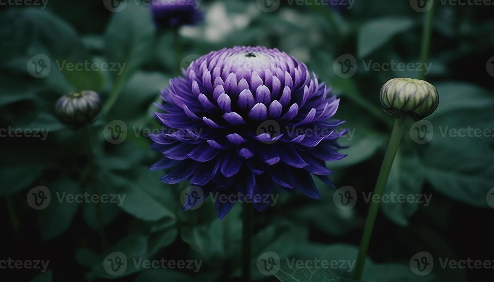 Close up of a purple dahlia flower head in nature beauty generated by AI photo