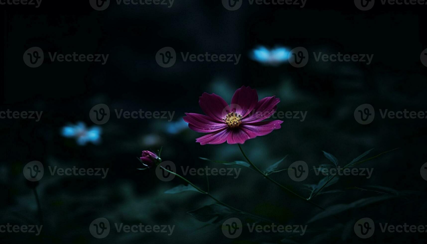 Vibrant cosmos flower in meadow, close up of delicate petals generated by AI photo