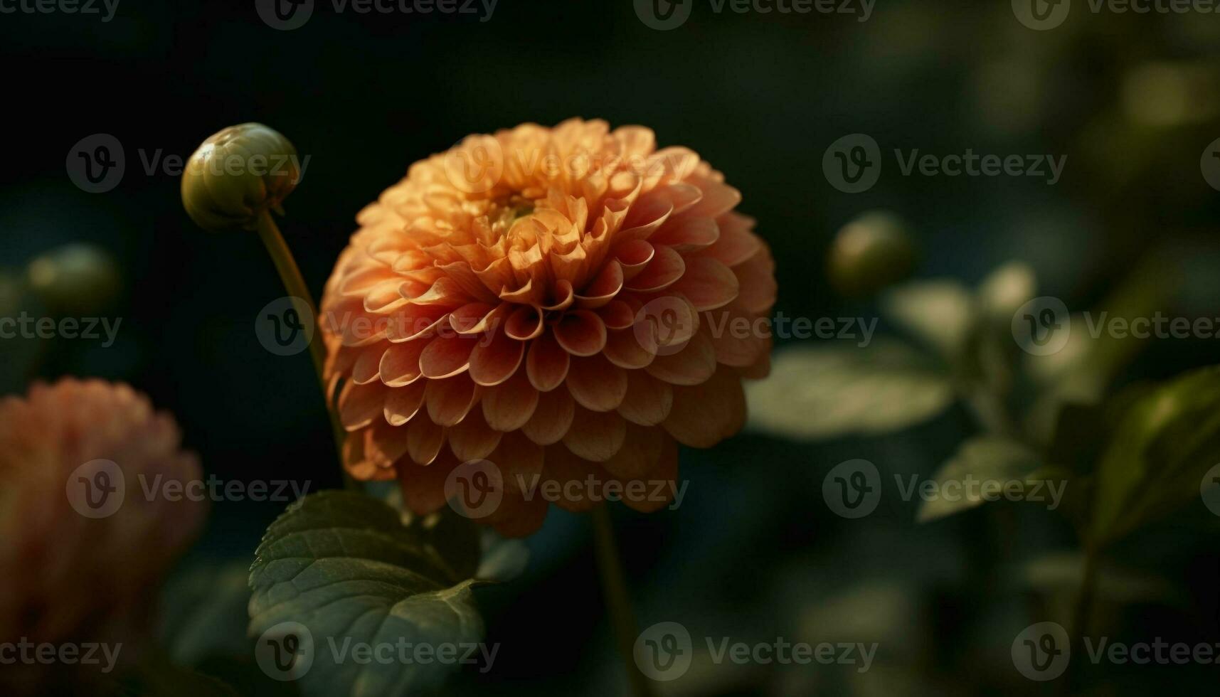 Vibrant multi colored dahlia blossom in formal garden, selective focus foreground generated by AI photo