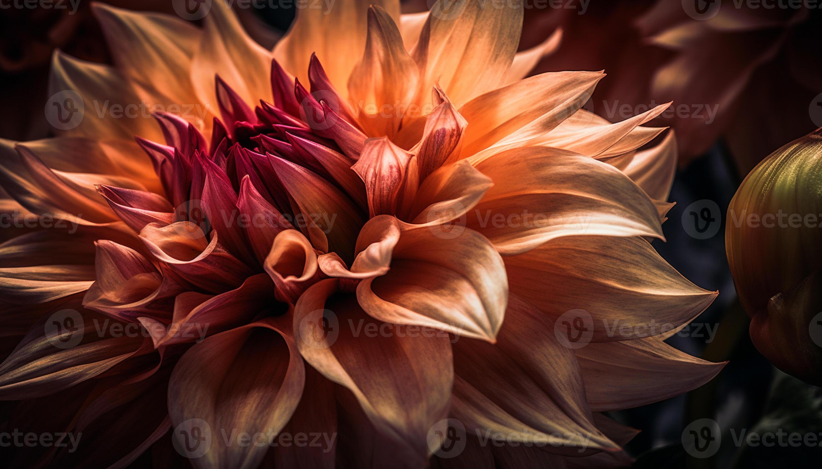 Vibrant colored petals symbolize beauty in nature organic growth