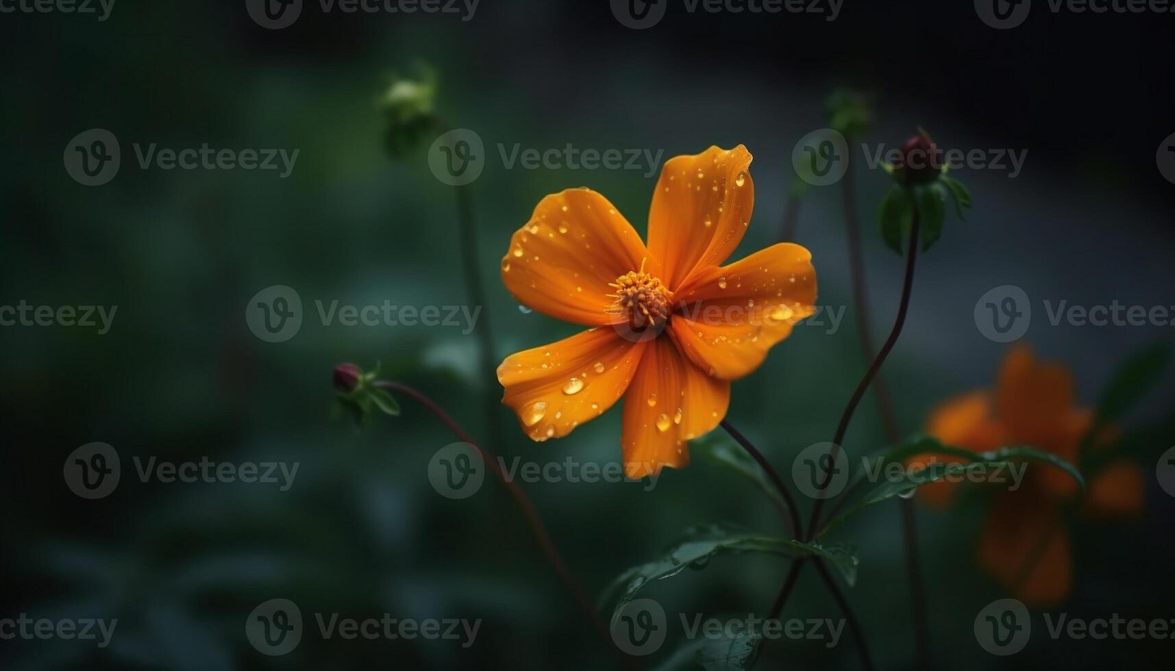 Vibrant wildflower meadow, dew drops on purple and orange cosmos generated by AI photo