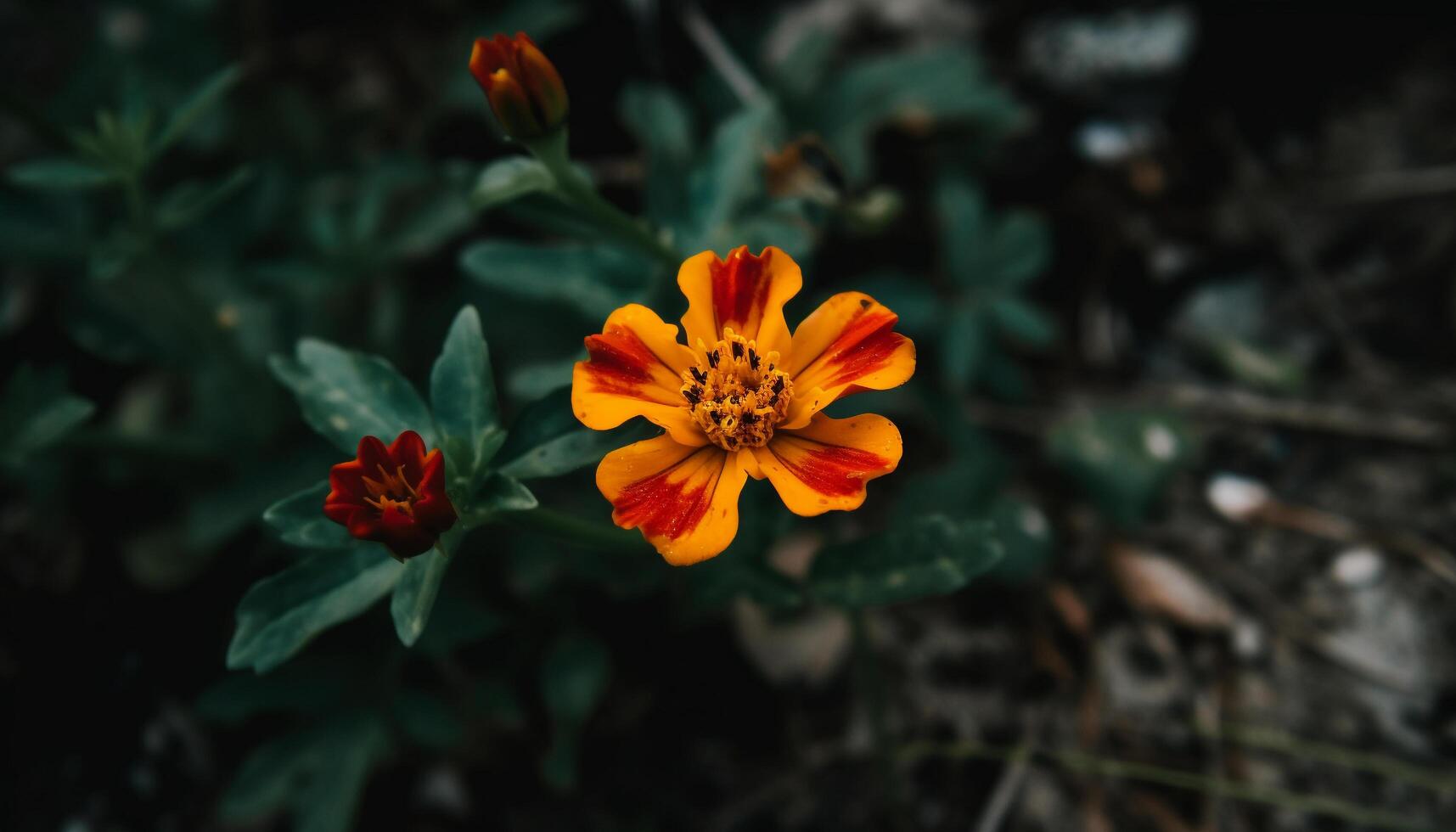 Vibrant multi colored wildflower bouquet showcases beauty in nature growth generated by AI photo