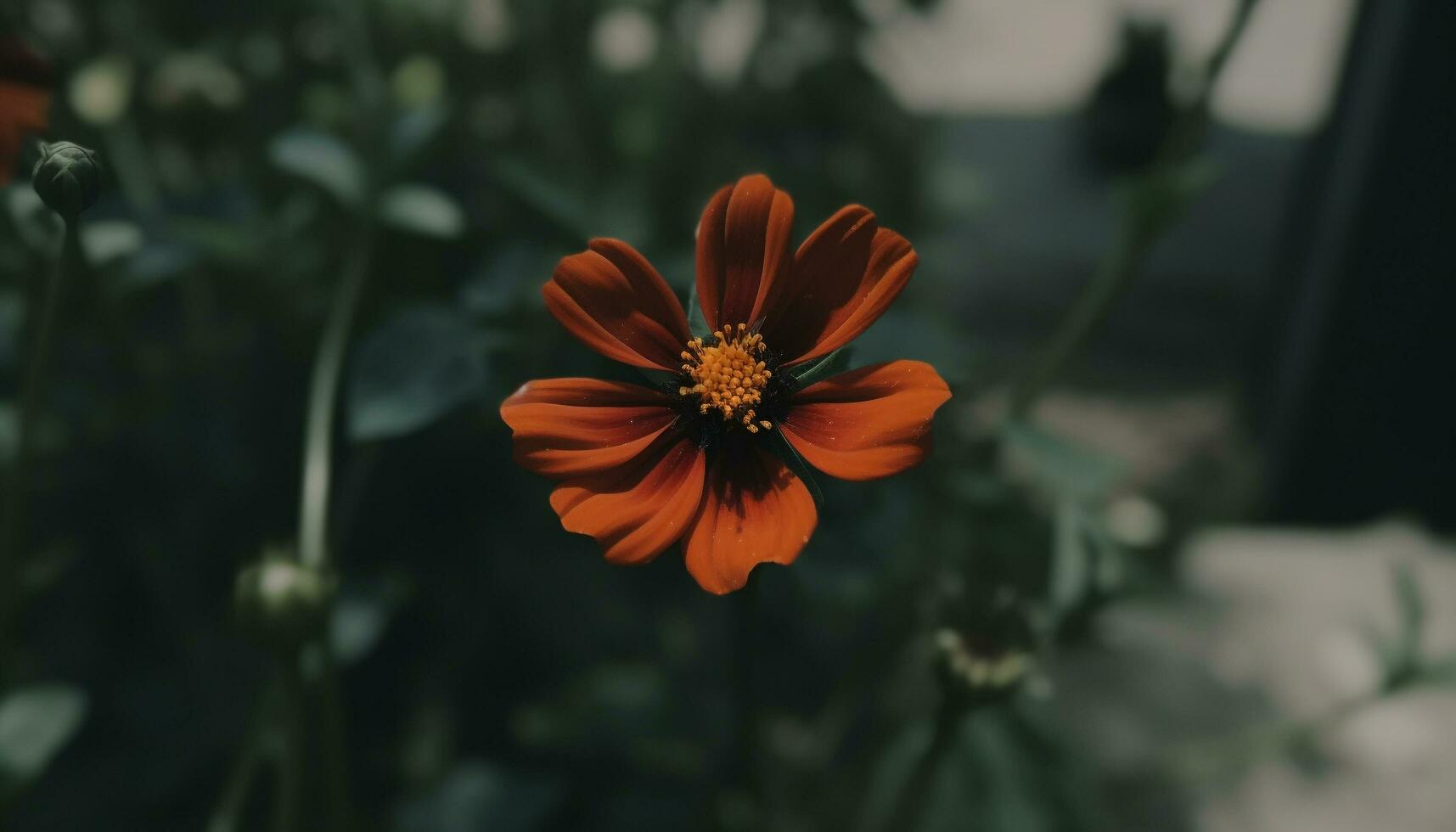 Burnt Orange Floral Stock Photos, Images and Backgrounds for Free Download