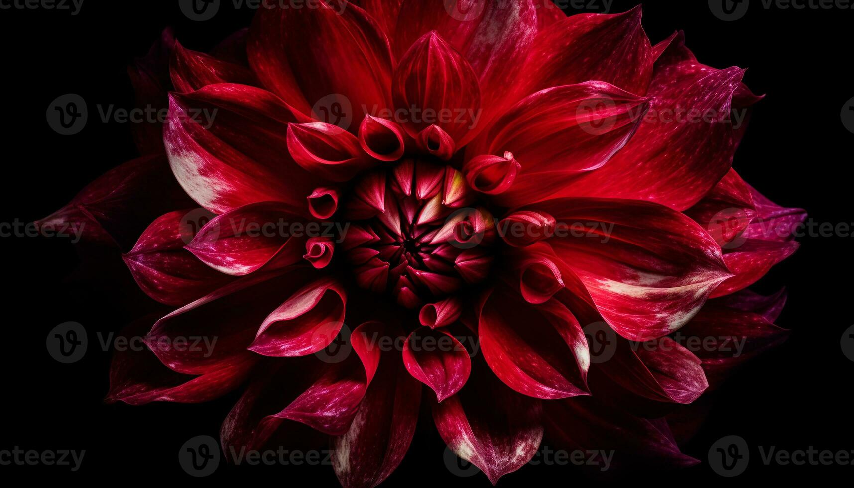Vibrant colored petals in a close up of a dahlia flower generated by AI photo