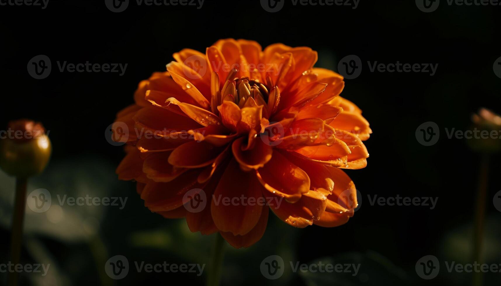 Vibrant daisy blossom, close up on yellow petal, black background generated by AI photo