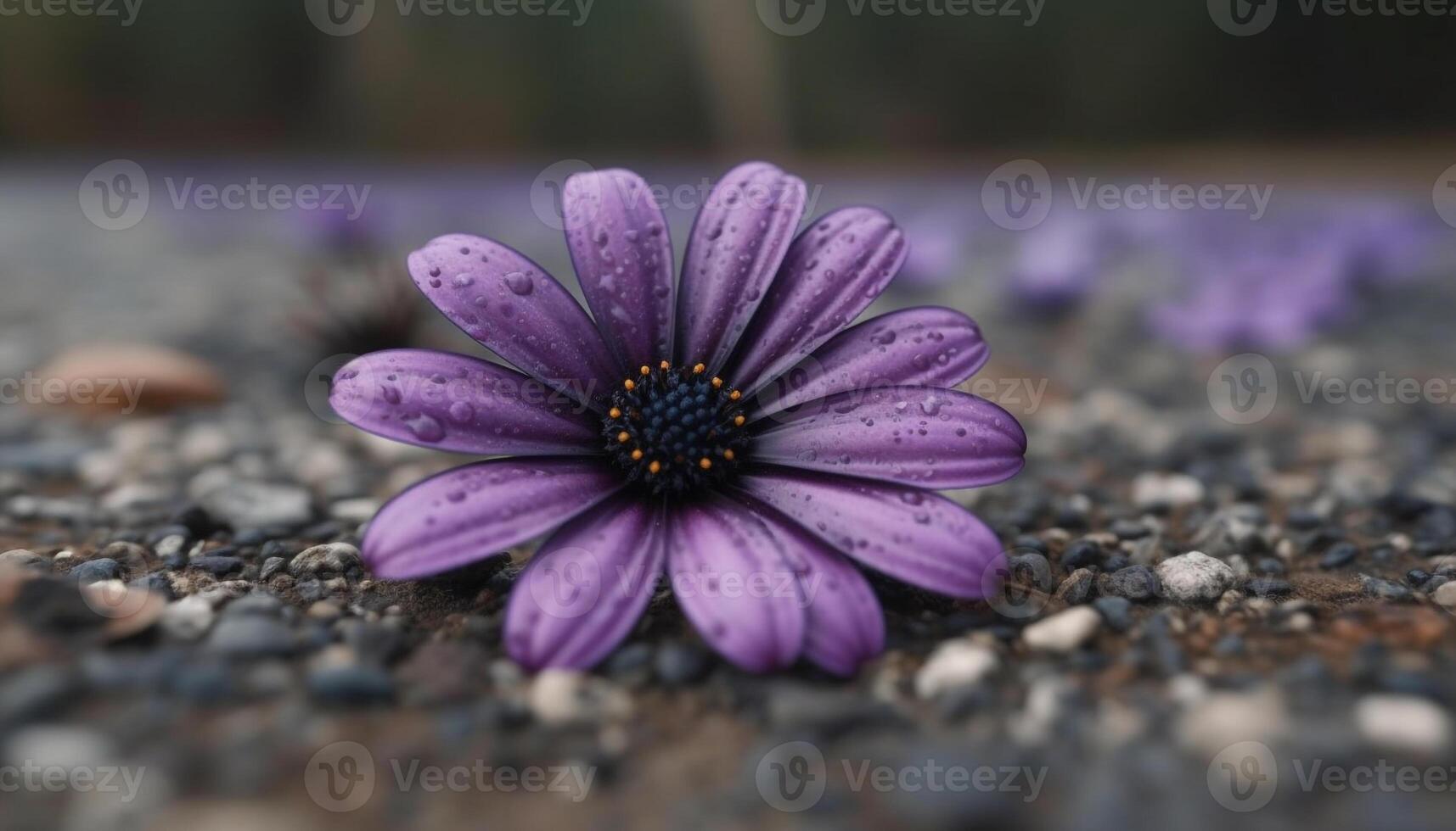 Macro close up of purple gerbera daisy in wet meadow generated by AI photo