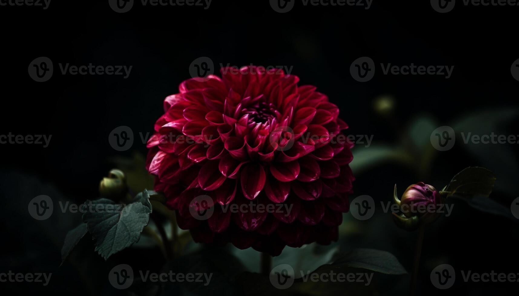 Vibrant dahlias bloom in a garden of colorful petals and leaves generated by AI photo