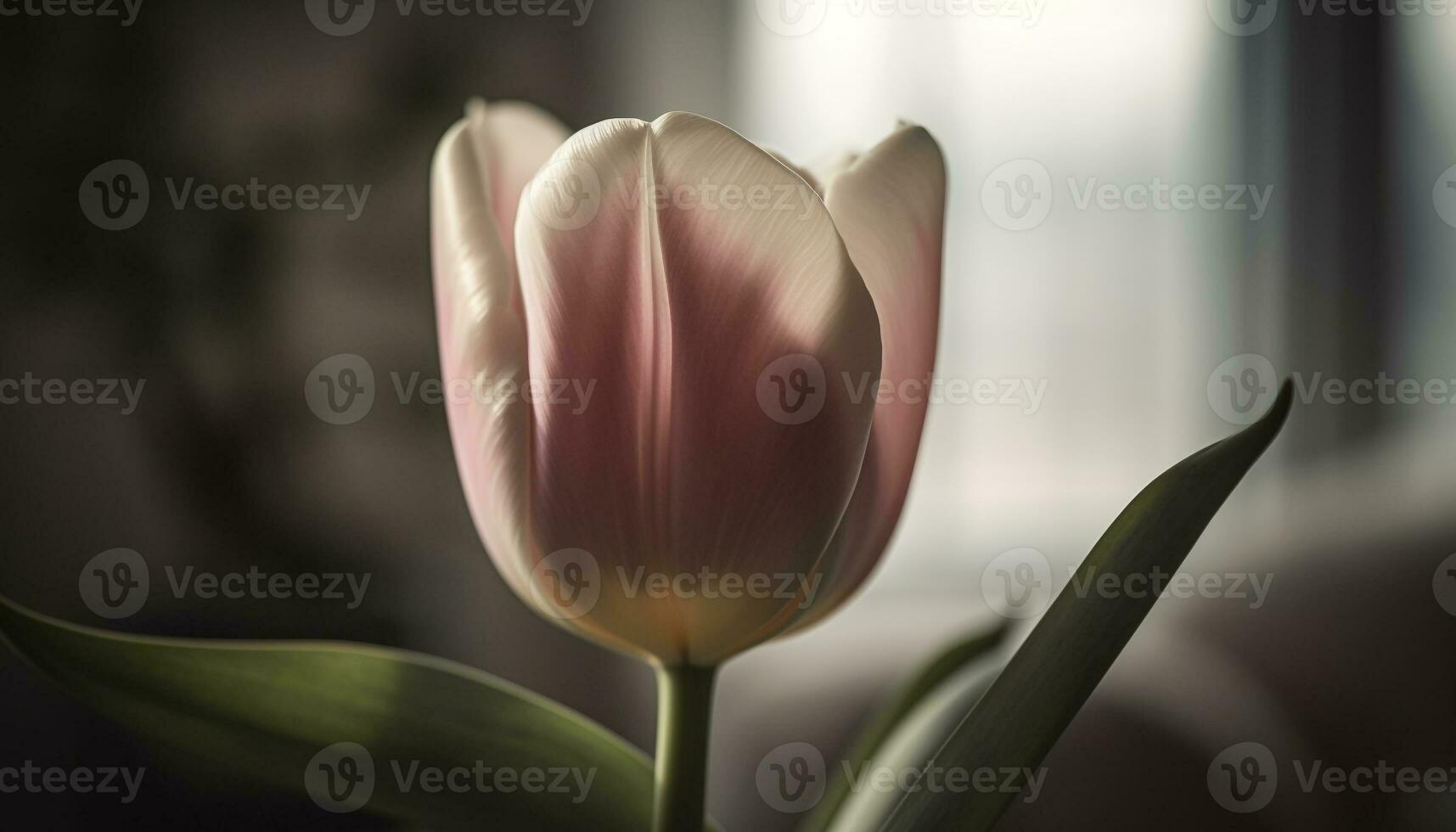 Vibrant tulip blossom, a gift of love for springtime celebration generated by AI photo