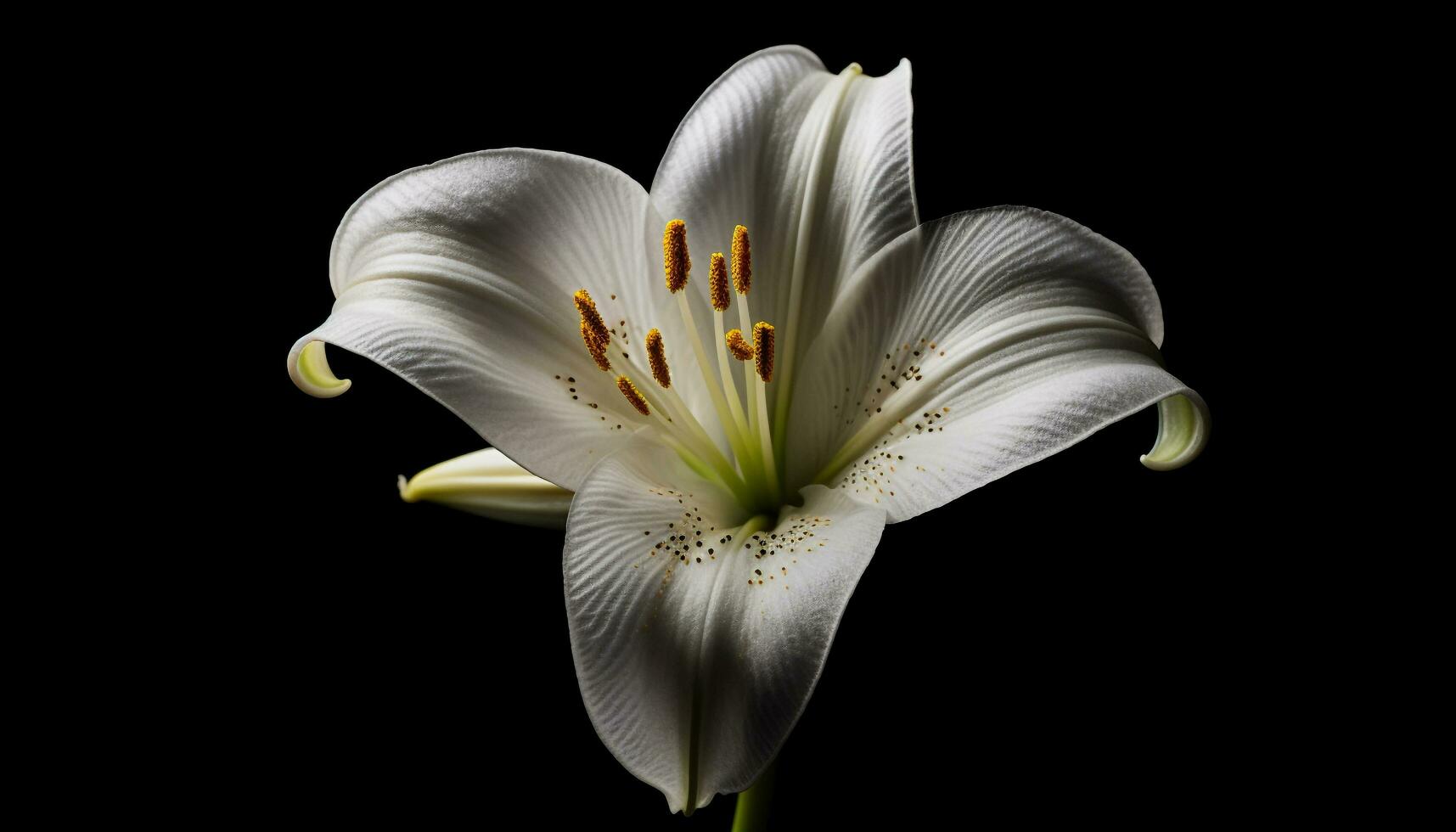 Yellow orchid blossom, elegance in nature fragility, studio shot generated by AI photo