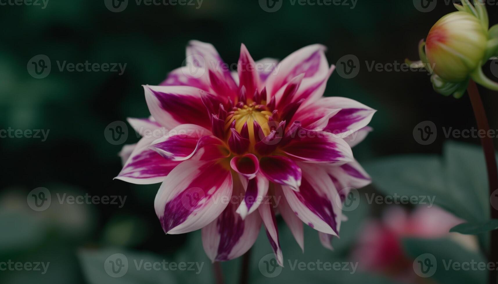 Vibrant dahlia blossom in formal garden showcases natural beauty generated by AI photo