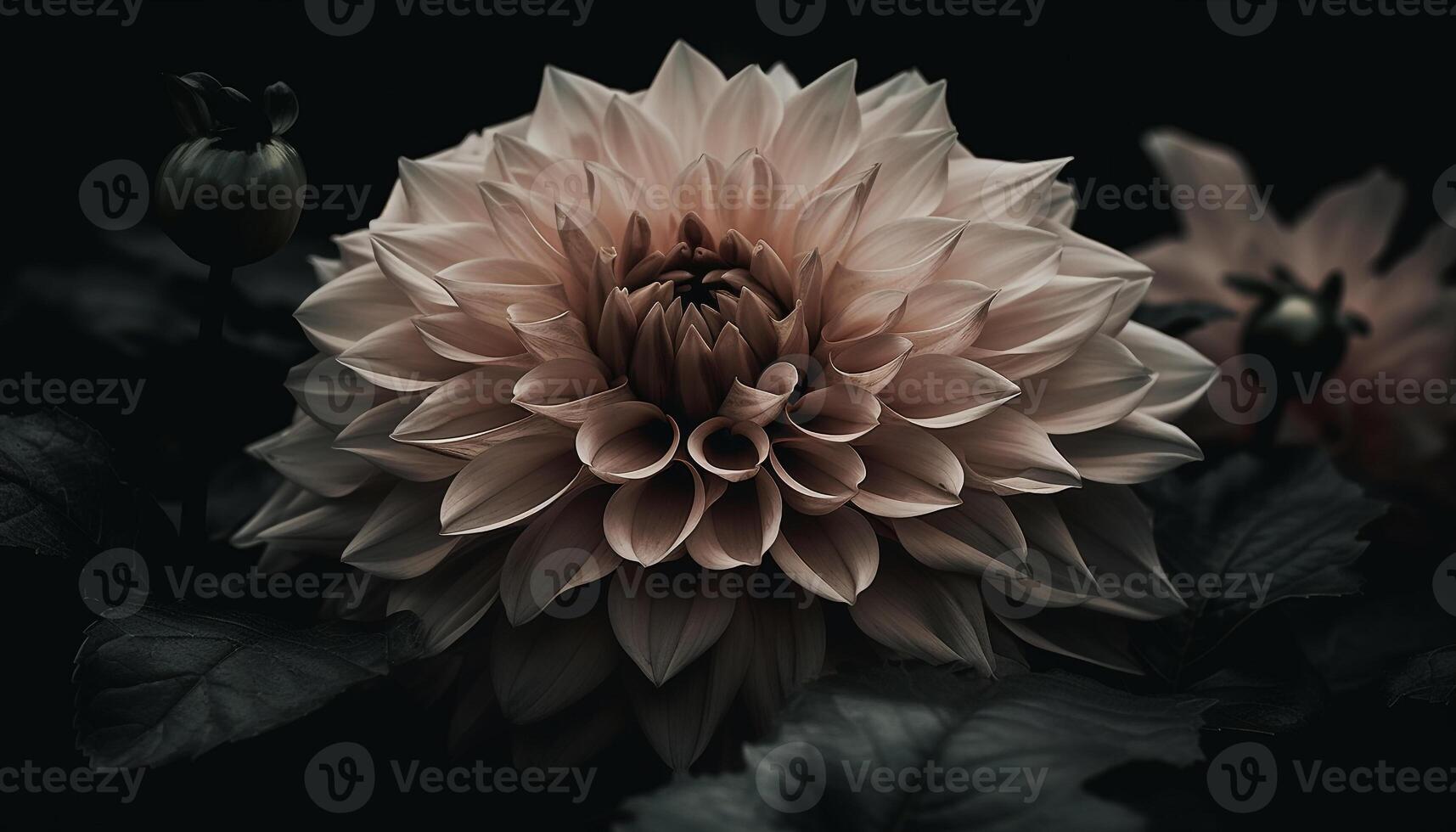 Fresh pink dahlia petal, abstract floral pattern on black background generated by AI photo