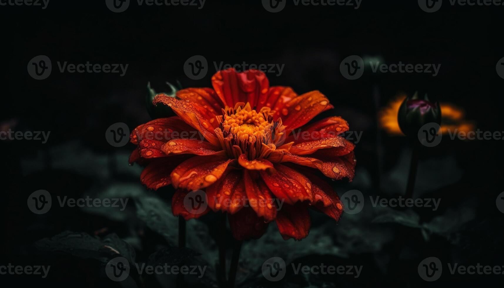 Vibrant gerbera daisy in dewy meadow showcases natural beauty outdoors generated by AI photo