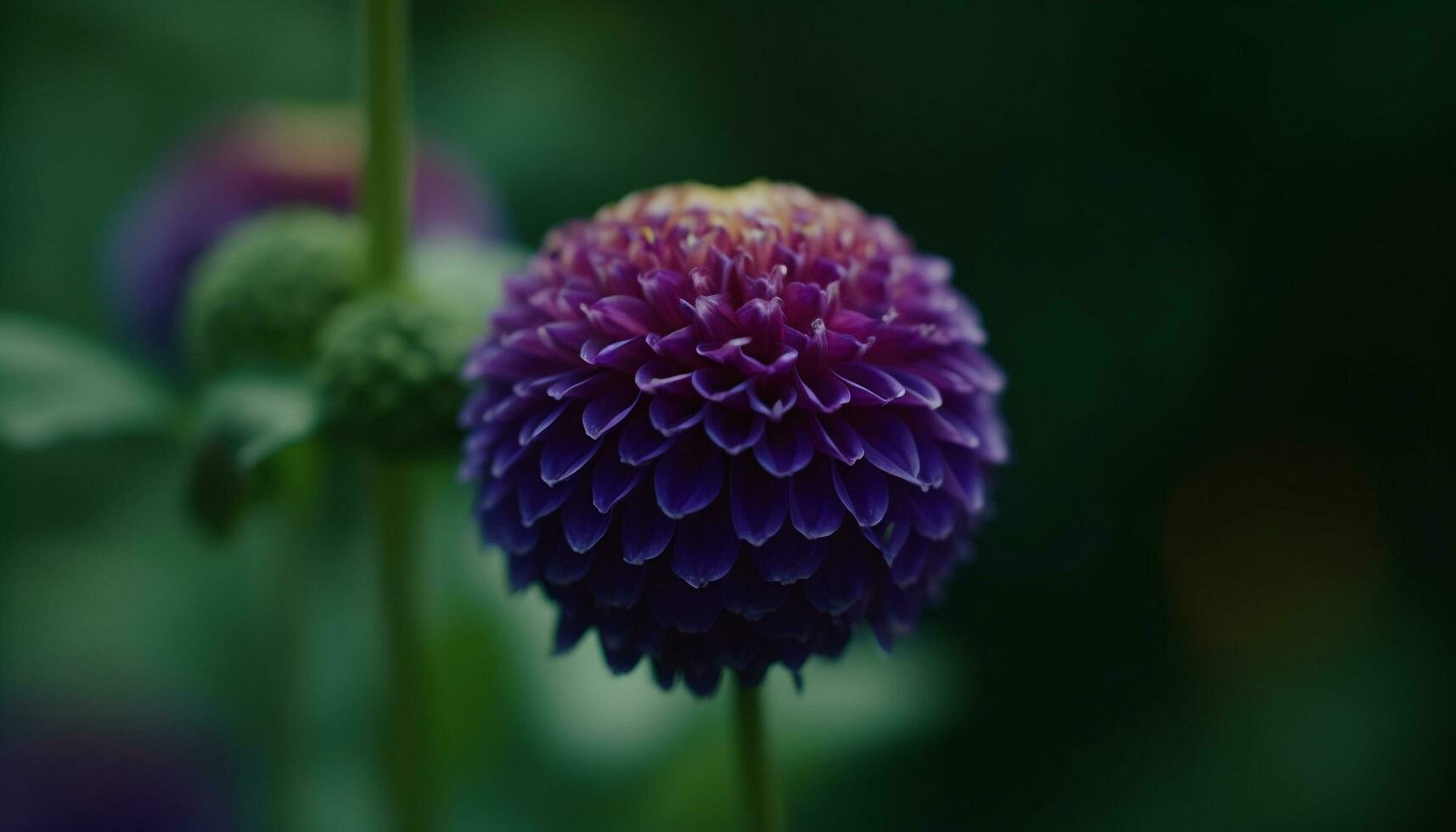 Fresh purple dahlia blossom, beauty in nature, selective focus foreground generated by AI photo