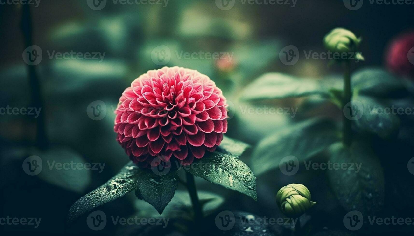 Fresh pink dahlia blossom, wet with dew, showcases fragility generated by AI photo