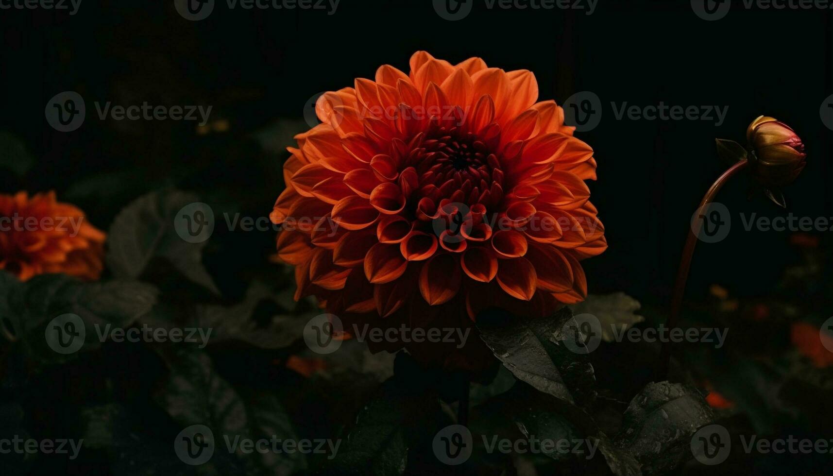 Vibrant multi colored dahlia blossom, a gift of nature beauty generated by AI photo