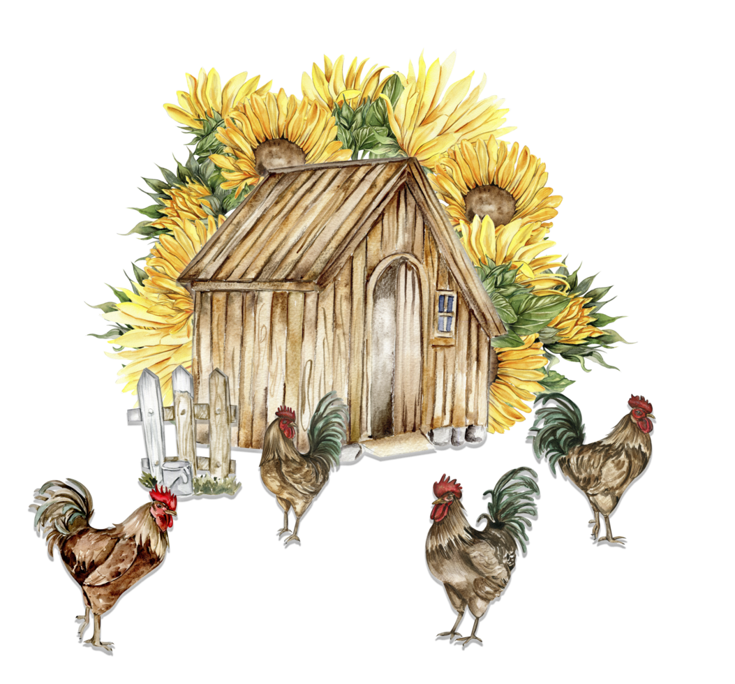 Watercolor wooden farmhouse. sunflowers and cock composition. png